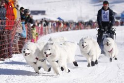 Lenk 2013